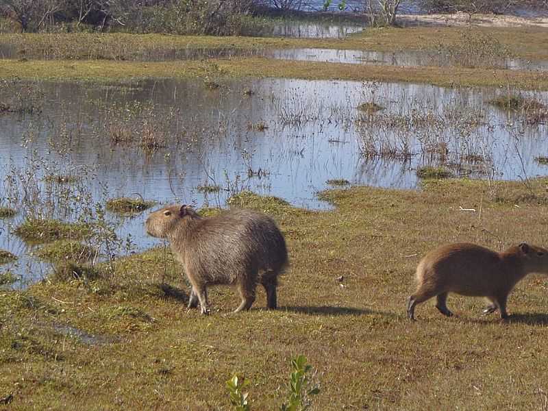 PARQUE ESTADUAL DE ITAPU - RS - ITAPU - RS