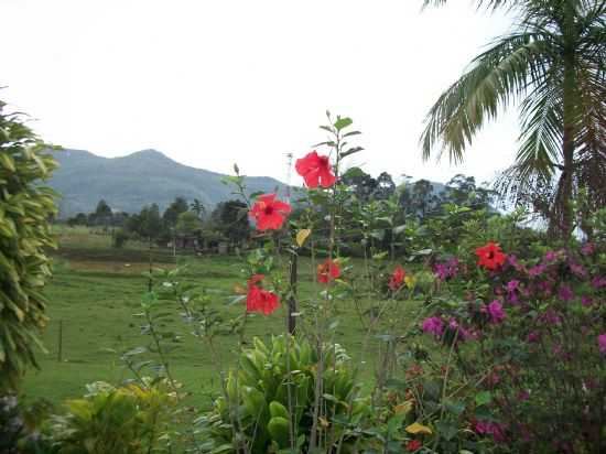 VISTA DA JANELA, POR SUZANA S. BOBSIN - ITATI - RS