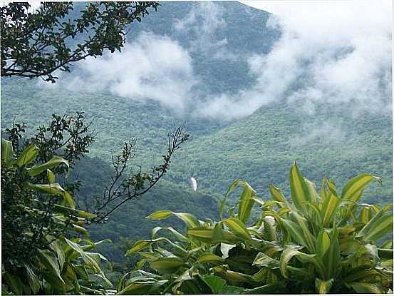 CASCATA VISTA DO CENTRO, POR SUZANA S. BOBSIN - ITATI - RS