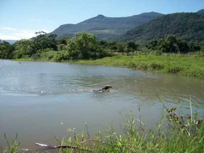 UM BRAO DO RIO TRES FORQUILHAS UM CO SE REFRESCANDO, POR MARSSIS - ITATI - RS