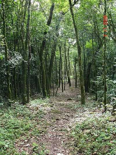 TRILHA NO MONTE GRAPPA-FOTO:MDZANCAN  - IVOR - RS