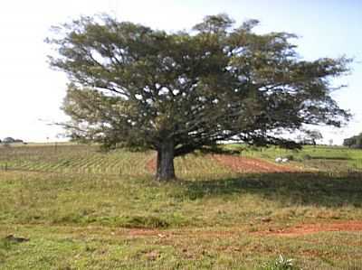 LAVOURA-FOTO:MONDOCIVITANO  - JOO RODRIGUES - RS