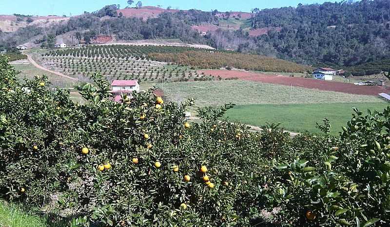 PRODUO DE LARANJA EM LIBERATO SALZANO - POR RICARDO RIBAS - LIBERATO SALZANO - RS