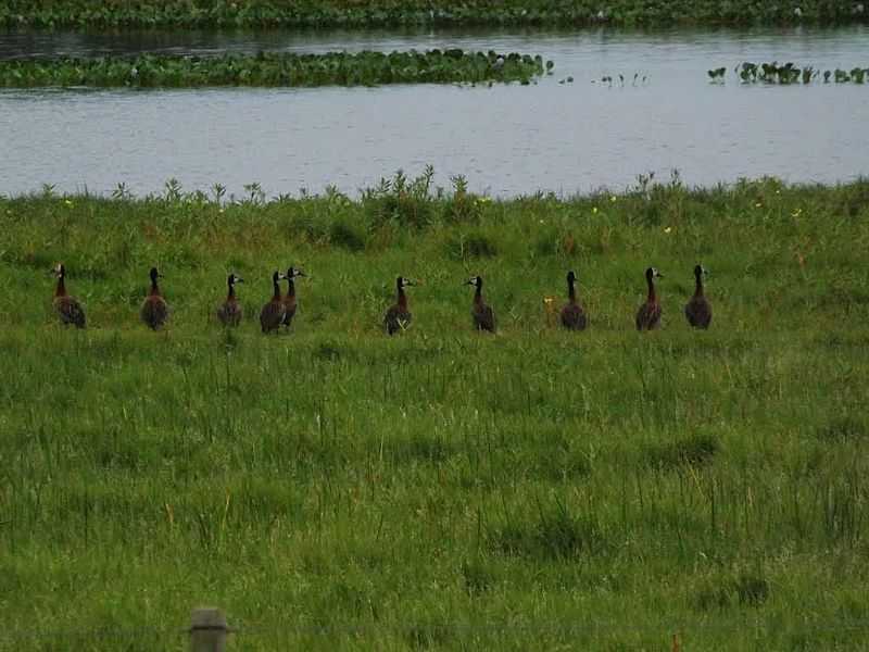 MANGUEIRAS-RS-MARRECOS NA BEIRA DO LAGO-FOTO:BORINPRODUCOES - MANGUEIRAS - RS