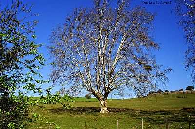 PAISAGEM-FOTO:DARLAN CORRAL  - MARAU - RS