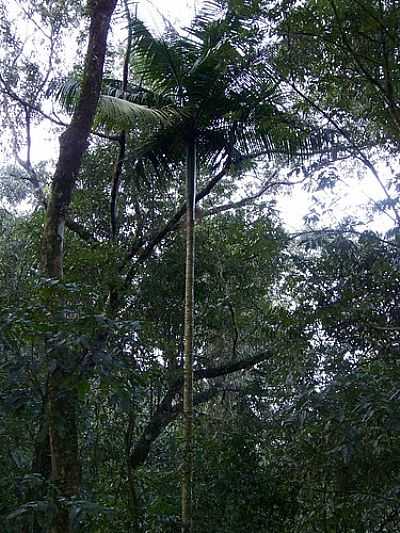 PALMEIRA NATIVA  POR RUBEM A M FROSI - MARQUES DE SOUZA - RS