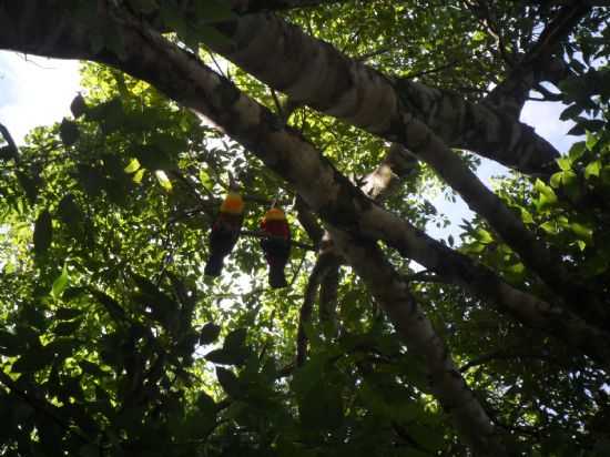 TUCANOS !  NATUREZA!, POR OTAVIO BREMM - MONTE ALVERNE - RS