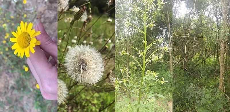 IMAGENS DO MUNICPIO DE MONTE BONITO/RS - MONTE BONITO - RS