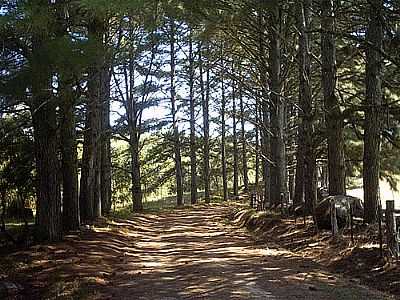 CAMINHO DE PINHEIROS-UBIRAJARA CRUZ - MORRO REDONDO - RS