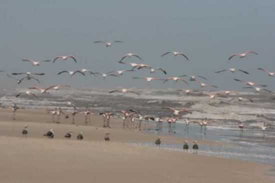 FLAMINGOS NA BEIRA MAR EM MOSTARDAS, POR ANA LOPES - MOSTARDAS - RS