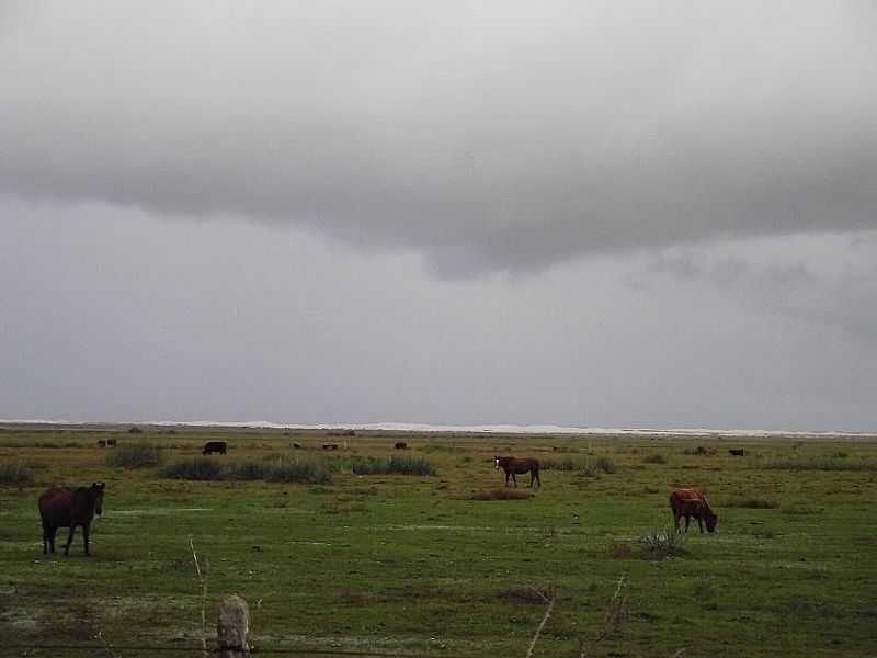 MOSTARDAS-RS-CAMPO DE PASTAGEM-FOTO:ANGELO CARLOS RONCHI - MOSTARDAS - RS