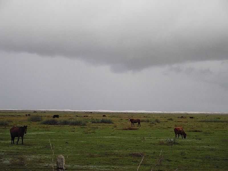 MOSTARDAS-RS-CAMPO DE PASTAGEM-FOTO:ANGELO CARLOS RONCHI - MOSTARDAS - RS