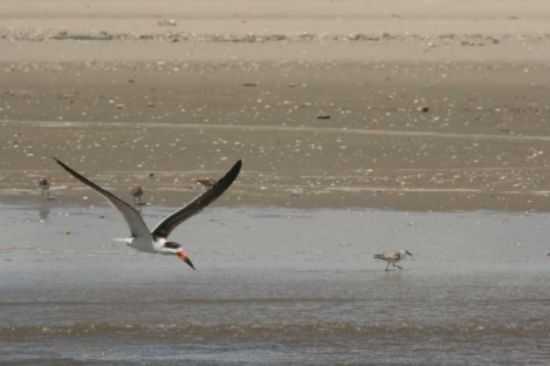 PARQUE NACIONAL DA LAGOA DO PEIXE, POR ANA LOPES - MOSTARDAS - RS