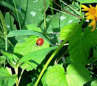NATUREZA-POR JAKZA - NOVA PETRPOLIS - RS