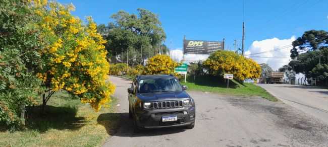 ME ENCANTEI COM A BELEZA DAS ARVORES COM FLORES AMARELAS ..LINDO LINDO, POR ADRIANA HENSEL - NOVA SARDENHA - RS