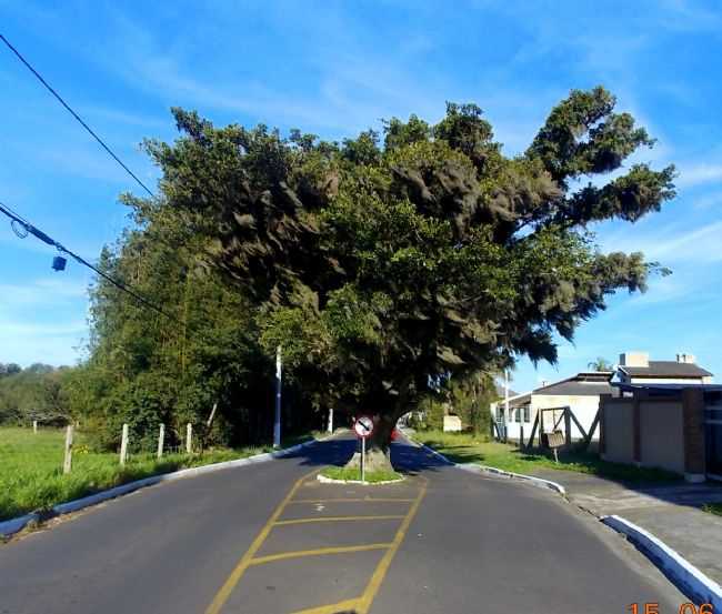 UMA RVORE NO MEIO DO CAMINHO-OSRIO/RS, POR NELLYCARDOSO - OSRIO - RS