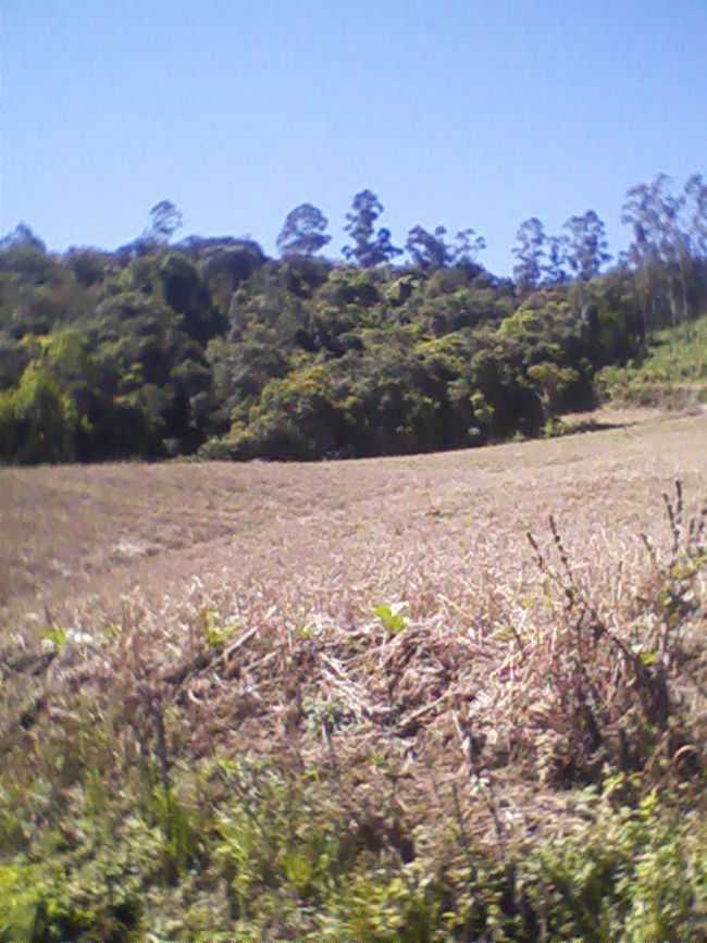 FUMICULTURA PASSA SETE  POR TAS SLIM - PASSA SETE - RS