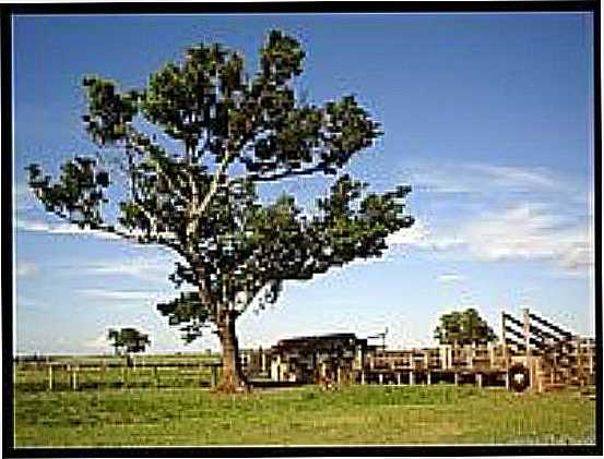 PROPRIEDADE RURAL EM PASSO NOVO-FOTO:LUCASPZZ - PASSO NOVO - RS