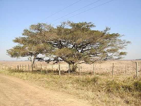 FIGUEIRA NA ESTRADA DE PASSO RASO-FOTO:VILA PROGRESSO - PASSO RASO - RS