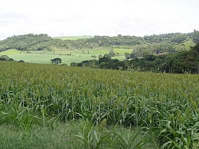 SORGO-FOTO:ELTONSTRADA  - PAULO BENTO - RS