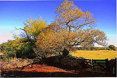 PAISAGEM DA ESTNCIA TARUM-FOTO:ANELISE KUNRATH - PEDRAS ALTAS - RS