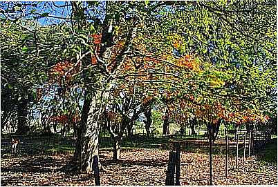 OUTONO NA GRANJA CASTELO-FOTO:ANELISE KUNRATH - PEDRAS ALTAS - RS