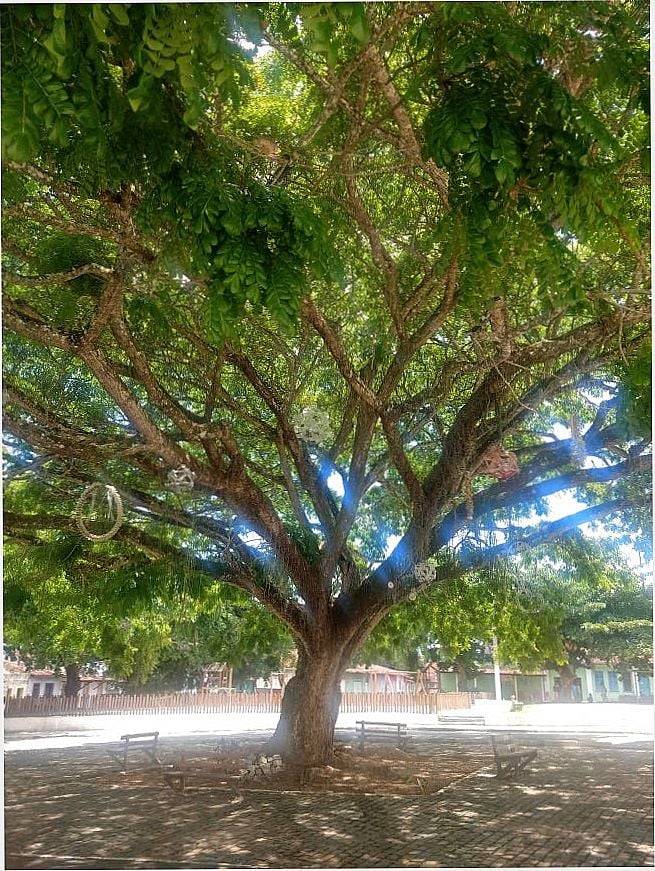 RVORE INCRVEL NA PRAA MATRIZ, S ESSA RVORE J VALE A PENA A VISITA!, POR CARLA VIRGNIA - LUSTOSA - BA