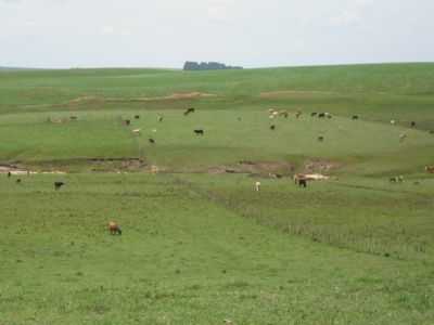 FAZENDA DA TAQUARA, POR NOH MENEZES - PINHAL GRANDE - RS