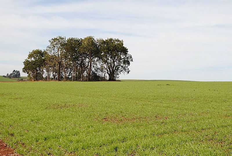 FOTO DE ERNESTO ZANETTE - PINHEIRO MARCADO - RS