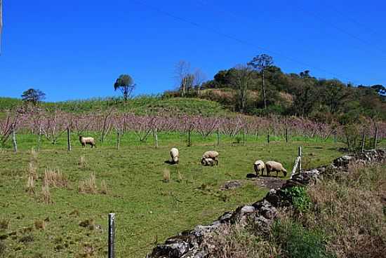 PAISAGEM RURAL FOTO
POR ANELISE KUNRATH  - PINTO BANDEIRA - RS