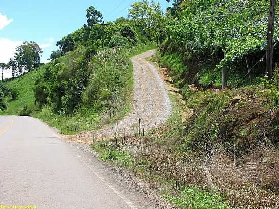 PINTO BANDEIRA-RS-PARREIRAIS NA BEIRA DA ESTRADA-FOTO:RENE HASS - PINTO BANDEIRA - RS