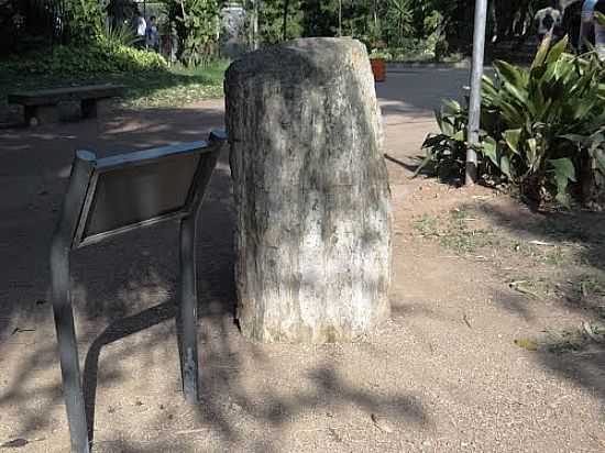 TRONCO FSSIL DE 200 MILHES DE ANOS NO PARQUE FARROUPILHA EM PORTO ALEGRE-RS-FOTO:PAULO YUJI TAKARADA - PORTO ALEGRE - RS