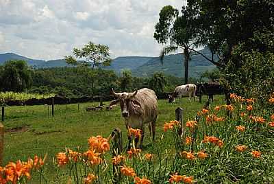 PAISAGEM RURAL-FOTO:ANELISE KUNRATH - PRESIDENTE LUCENA - RS