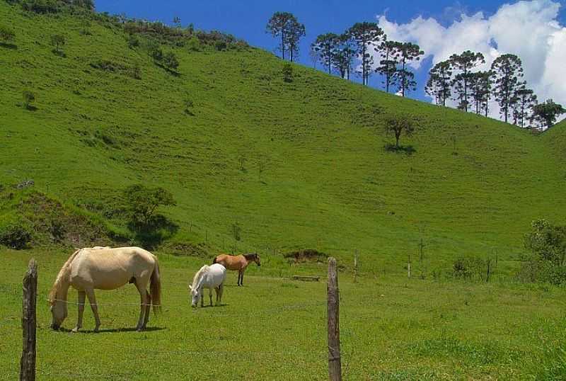 PULADOR-RS-MONTANHAS E PASTAGEM-FOTO:!BIG---ANDR S.  - PULADOR - RS