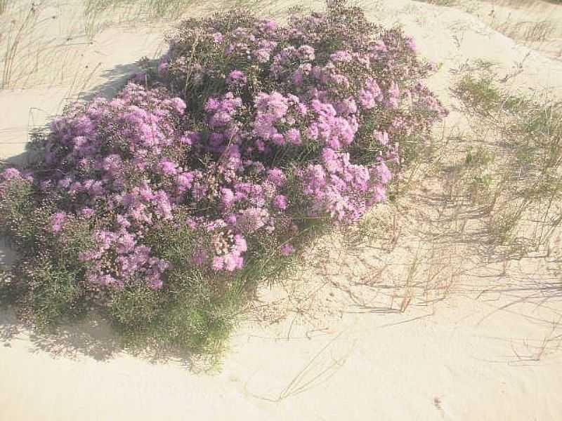 QUINTO-RS-FLORES NAS DUNAS NA PRAIA DE SANTA RITA-FOTO:RUTTSCHEIDT - QUINTO - RS