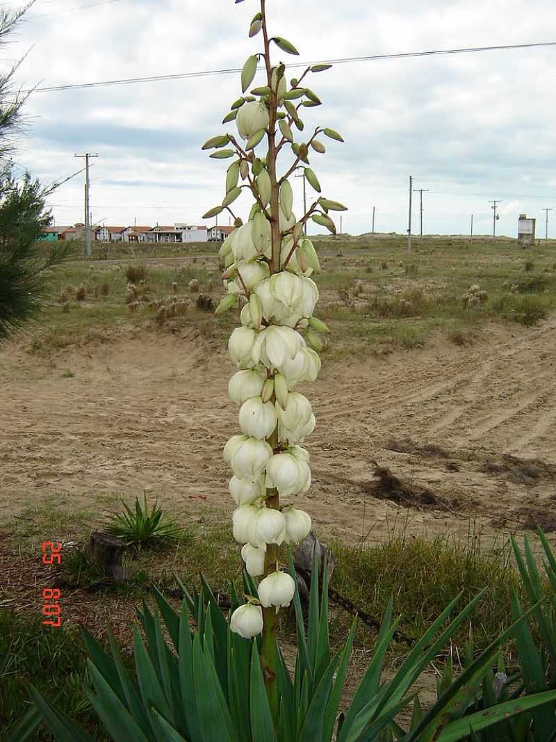 QUINTO-RS-PRAIA DE SANTA RITA-FOTO:RUTTSCHEIDT - QUINTO - RS