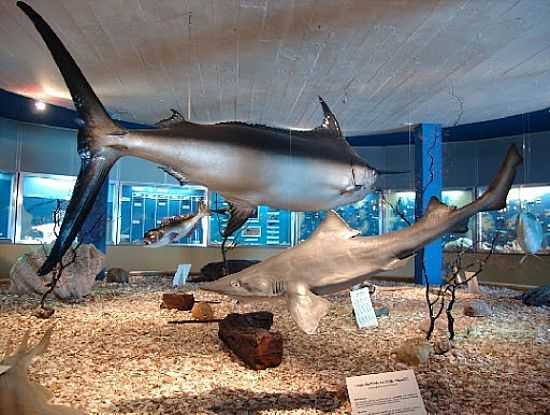 O MUSEU OCEANOGRFICO