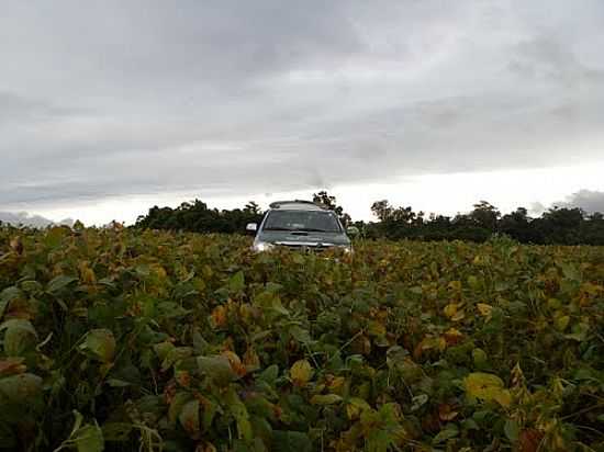 RALLY DA SAFRA,LAVOURA DE SOJA EM ROQUE GONZALES-RS-FOTO:FELIPE OLIVA - ROQUE GONZALES - RS