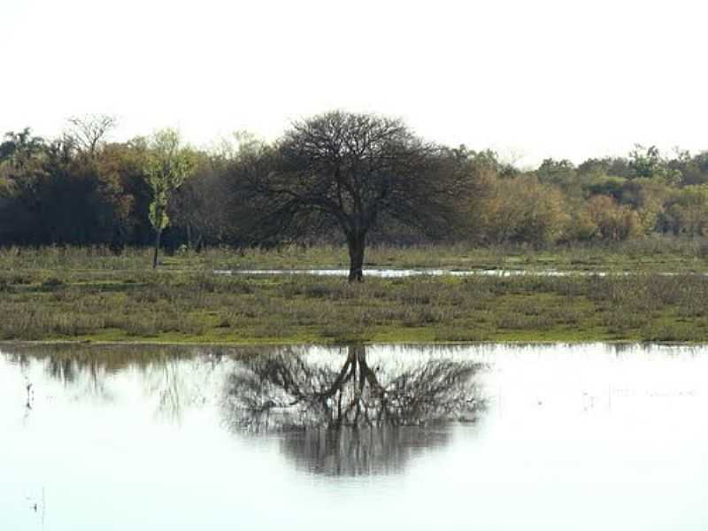 SANTA FLORA-RS-REFLEXO DA RVORE NO LAGO-FOTO:WWW.MUNDI.COM.BR - SANTA FLORA - RS