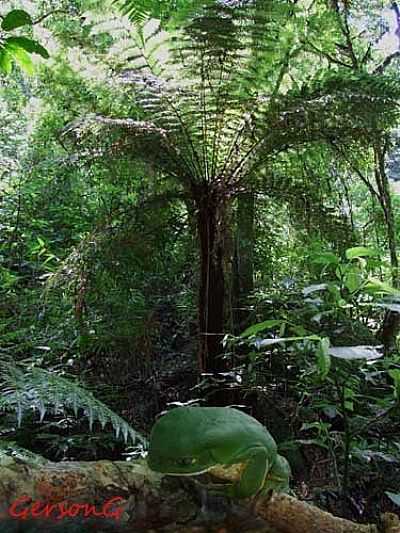 SAPO VERDE-FOTO:GERSON GERLOFF  - SANTA MARIA - RS