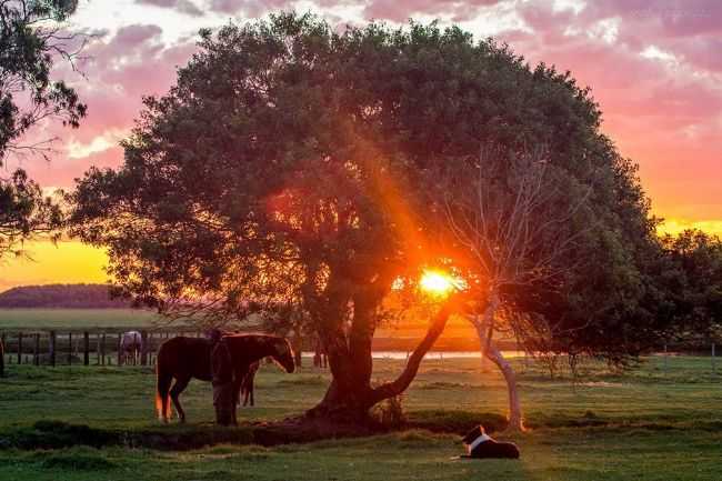 POR DO SOL NOS CAMPOS NEUTRAIS, POR FLAVIO DA SILVA RIBEIRO - SANTA VITRIA DO PALMAR - RS