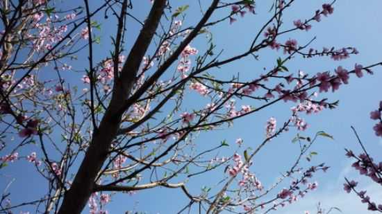 FLORES DE PESSEGUEIRO, POR KELEN - SANTANA DA BOA VISTA - RS