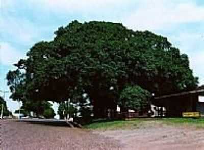 RVORE FUGUEIRA - SIMBOLO HISTRICO DO MUNICPIO., POR MAIT ALEXANDRA BAKALARCZYK CORRA - SANTO ANTNIO DAS MISSES - RS