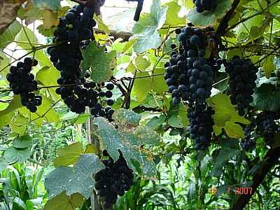 UVAS-FOTO:ALCIDES GATTO  - SO DOMINGOS DO SUL - RS