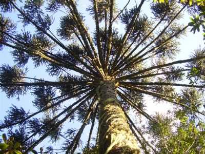 ARAUCARIA CENTENARIA, POR PAULINHO GOMES - SO FRANCISCO - RS