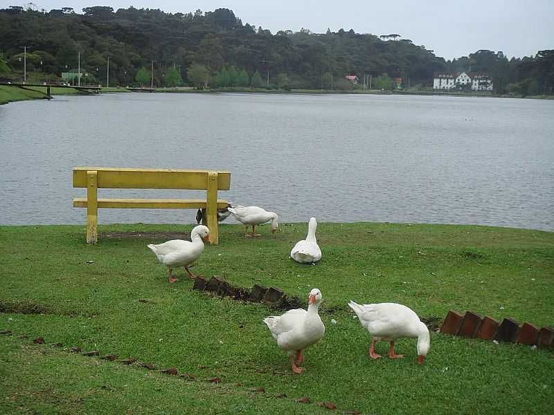 SO FRANCISCO DE PAULA-RS-PATOS NO LAGO SO BERNARDO-FOTO:MARCELO S F - SO FRANCISCO DE PAULA - RS