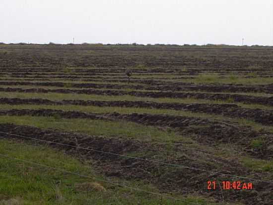 EMA DO CAMPO EM SO GABRIEL-RS-FOTO:ELTONSTRADA - SO GABRIEL - RS