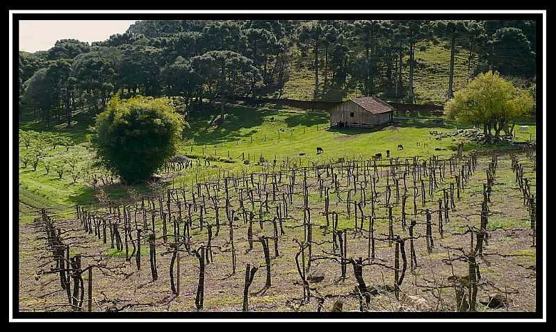 SO MARCOS-RS-REA RURAL-FOTO:FABIANO M. - SO MARCOS - RS