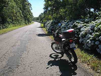 CAMINHO DAS ORTENCIAS POR SANDER_SANTAMARIA - SO MARTINHO DA SERRA - RS