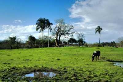 RURAL -1- RIO BRANCO -, POR DARLAN RAYMUNDO - SO SEBASTIO DO CA - RS